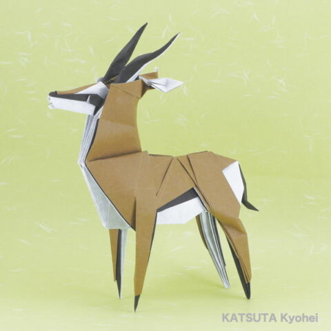 Thomson’s Gazelle : KATSUTA Kyohei