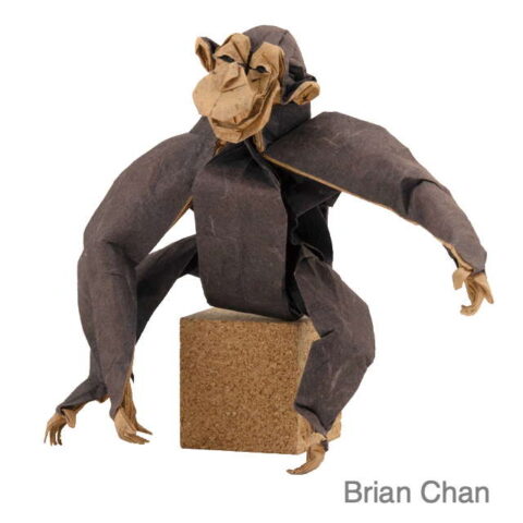 Chimpanzee : Brian CHAN