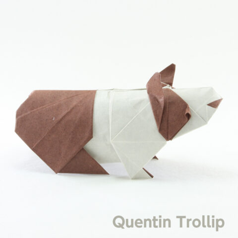 Guinea pig : Quentin Trollip
