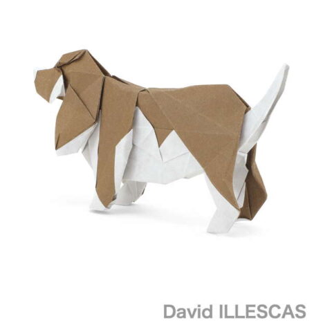 Basset Hound : David Illescas