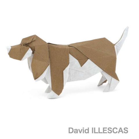 Basset Hound : David Illescas