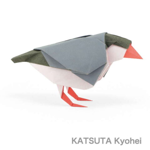 Java Sparrow : Katsuta Kyohei
