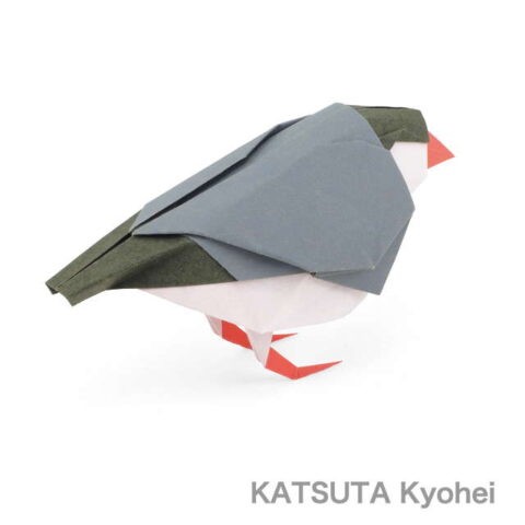 Java Sparrow : Katsuta Kyohei