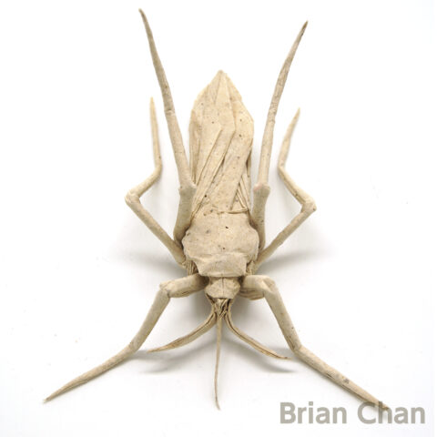 Mosquito : Brian Chan