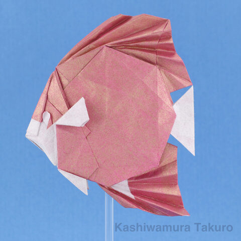 Discus : KASHIWAMURA Takuro