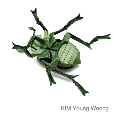 Chrysophora chrysochlora : KIM Young Woong
