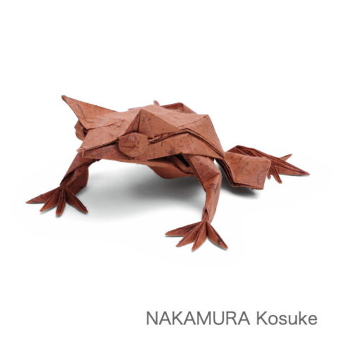 Long-nosed Horned Frog : NAKAMURA Kosuke