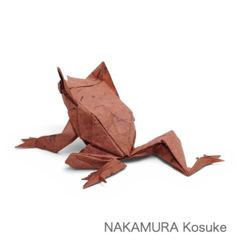 Long-nosed Horned Frog : NAKAMURA Kosuke