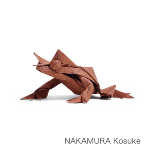 Long-nosed Horned Frog : NAKAMURA Kosuke