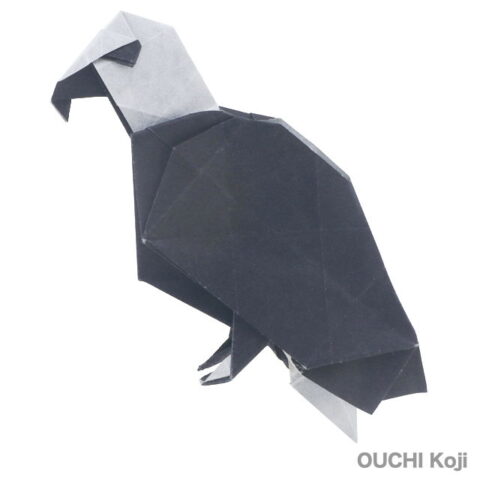 Bald Eagle : OUCHI Koji